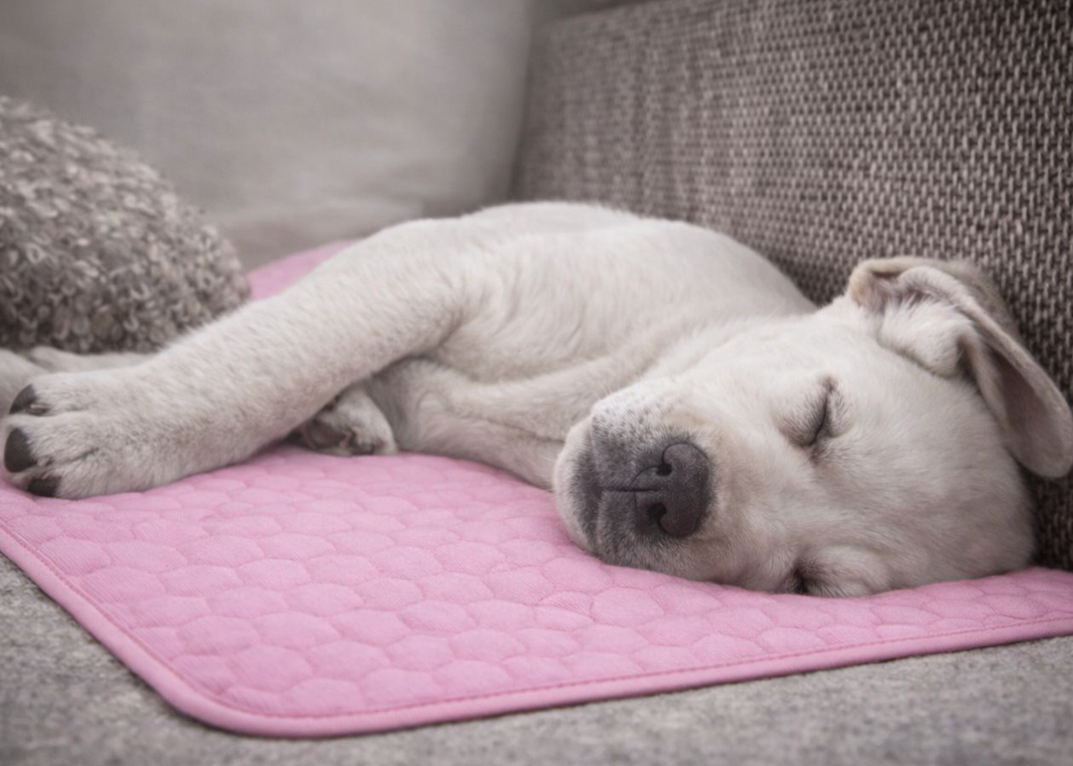 Tapis respirant CalmDog™  AiR